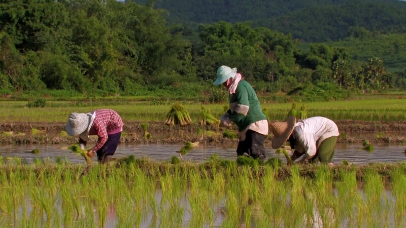 Planting Rice in Thailand — Day workers plant rice by hand in flooded fields in ThailandKeywords: Thailand, rice, planting, work, working, day workers, field...