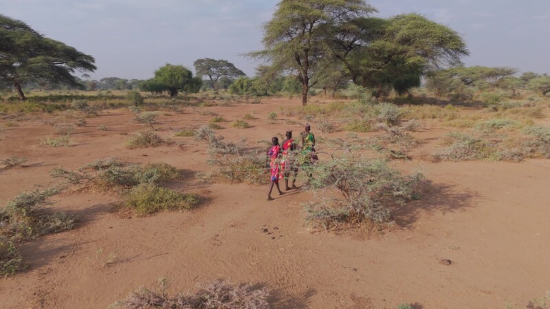 Collecting Firewood — Girls walk out to field to Collect Firewood for cookingKeywords: Kapoeta, Eastern Equatorial Guinea State, South Sudan, Africa, Rural, ...