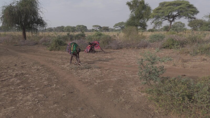 Collecting Firewood — Girls collect firewood for cookingKeywords: Kapoeta, Eastern Equatorial Guinea State, South Sudan, Africa, Rural, Remote, Pastoralists,...