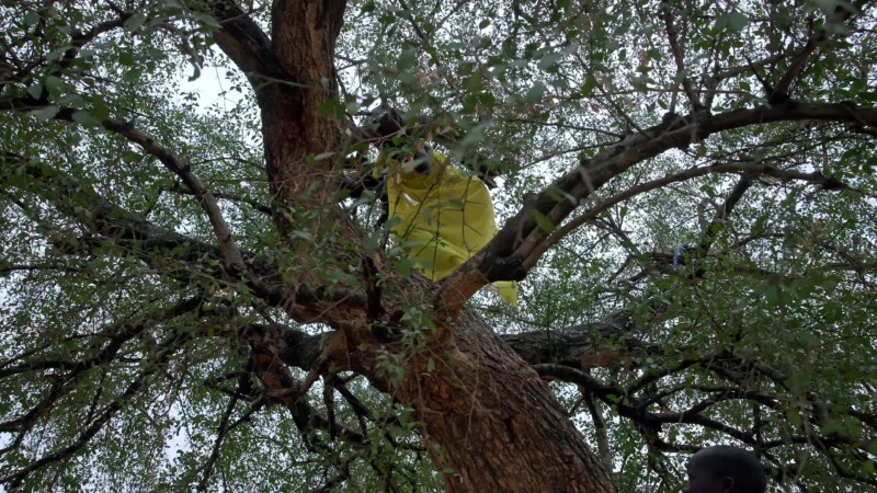 Collecting Firewood — Young African girl climbs a tree to chop dead branches for firewood for cooking. — Africa, South Sudan, Rural, Remote, Pastoralists