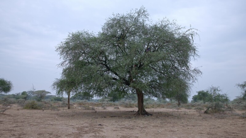 Collecting Firewood — Young African girl climbs a tree to chop dead branches for firewood for cooking. — Africa, South Sudan, Rural, Remote, Pastoralists