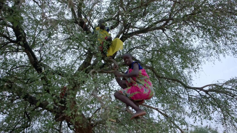 Collecting Firewood — Young African girl climbs a tree to chop dead branches for firewood for cooking. — Africa, South Sudan, Rural, Remote, Pastoralists