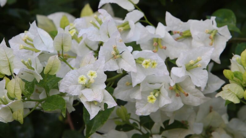 Bougainvillea Flower