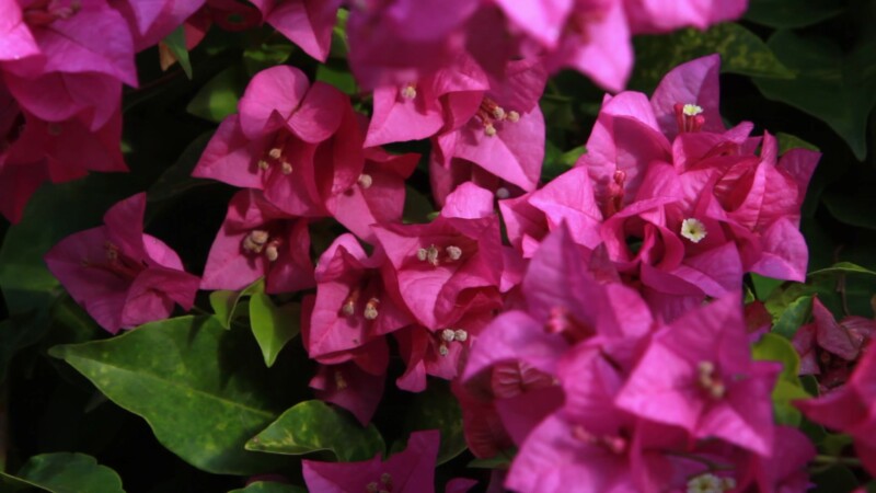 Video: Bougainvillea Flower