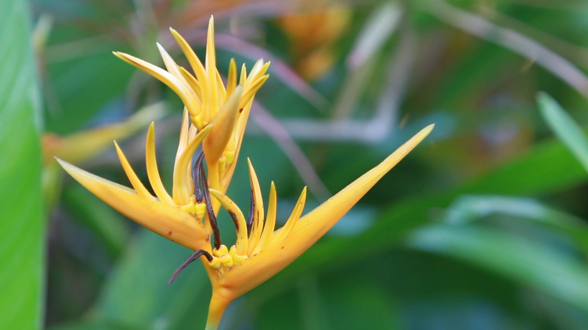 Bird of Paradise Flower