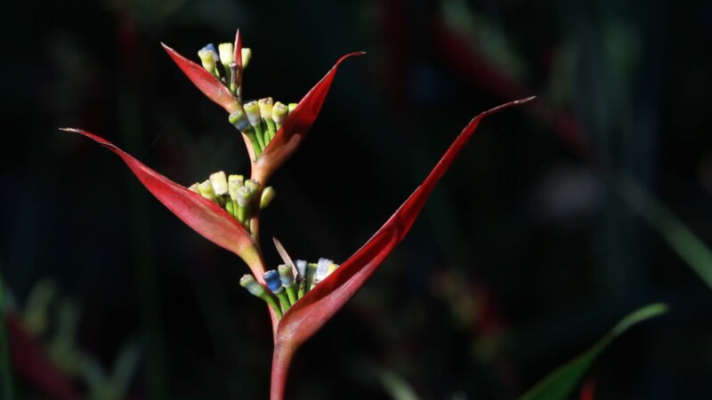 Bird of Paradise Flower — Stock Video of Flowers: Bird of ParadiseKeywords: Flowwrs, flora, Bird of Paradise