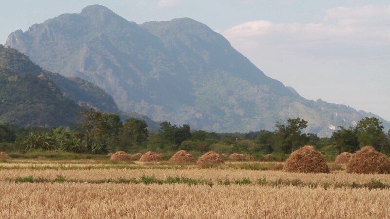 Harvested Rice Field — Rice fiels after the harvest in Northern Thailand