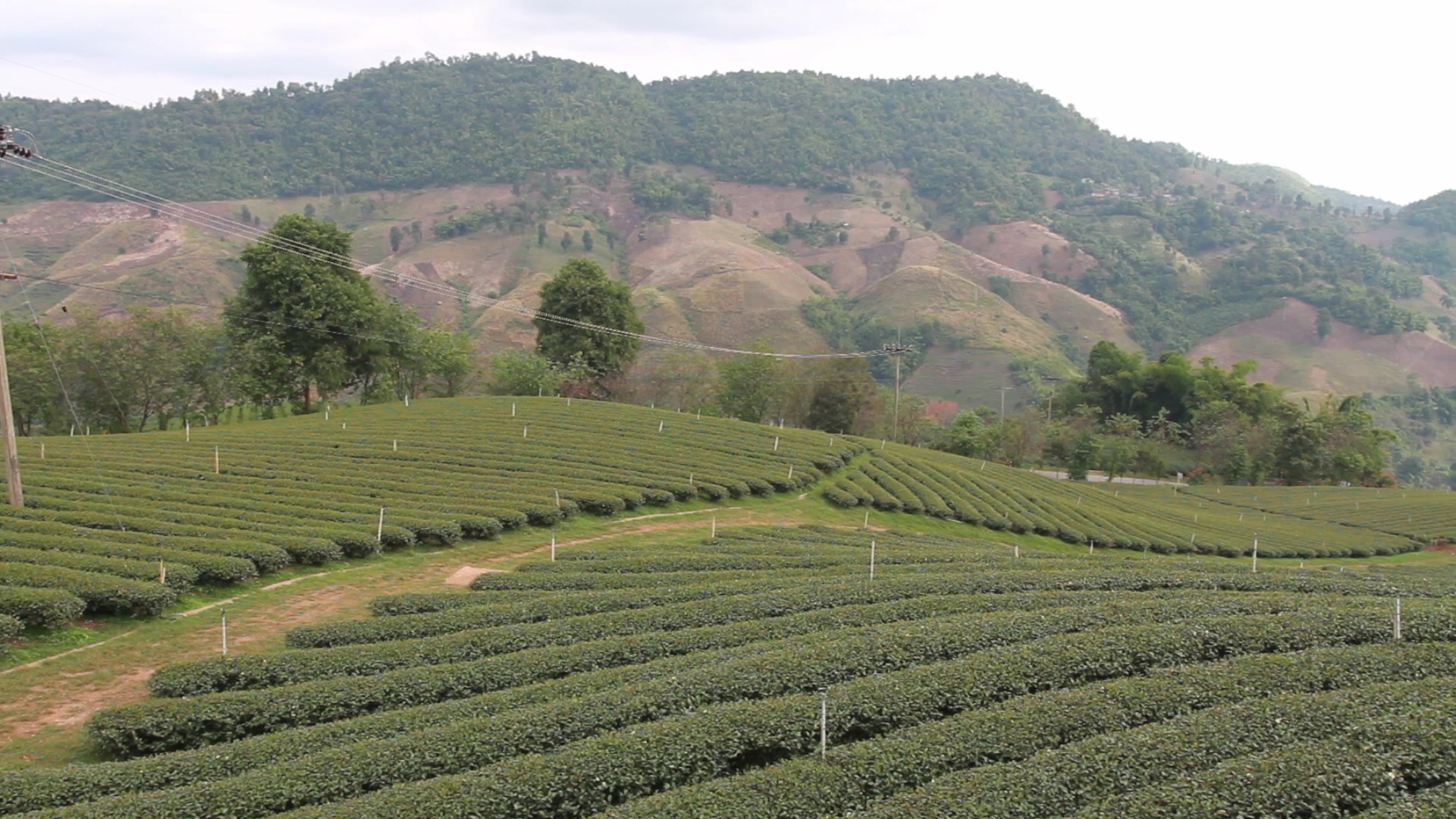 Tea Fields in Thailand