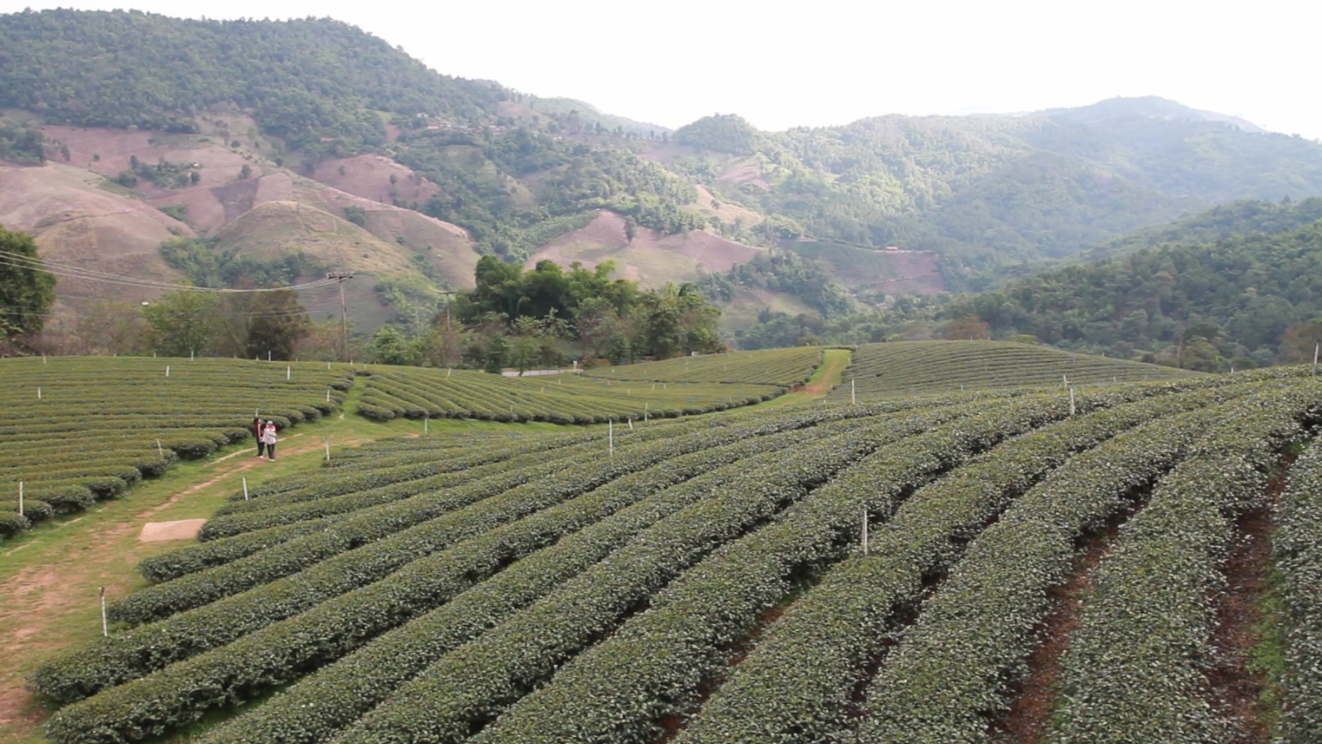 Tea Fields in Thailand