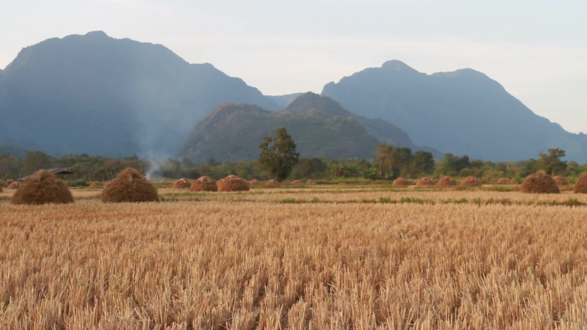 Harvested Rice Field