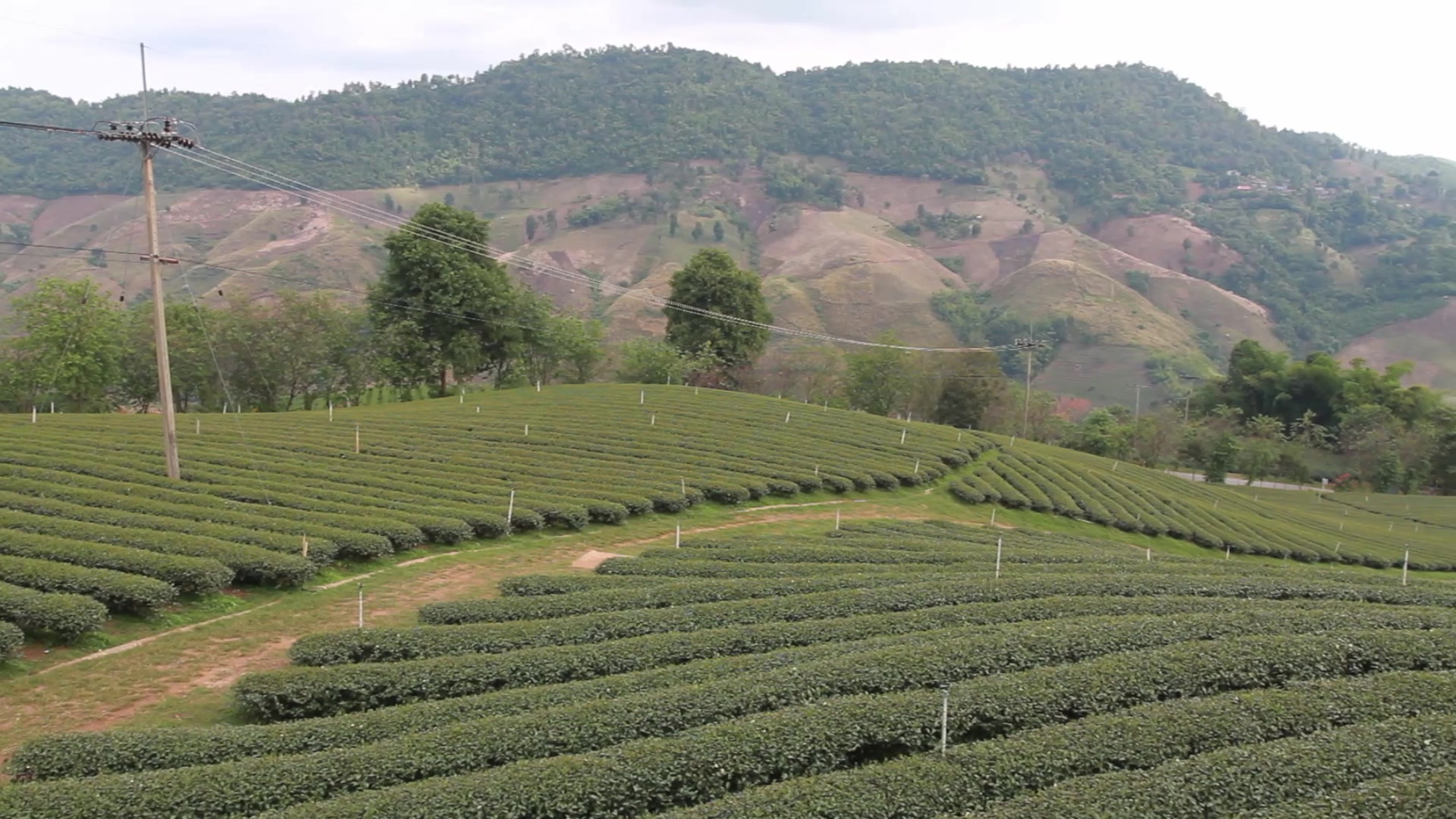 Tea Fields in Thailand