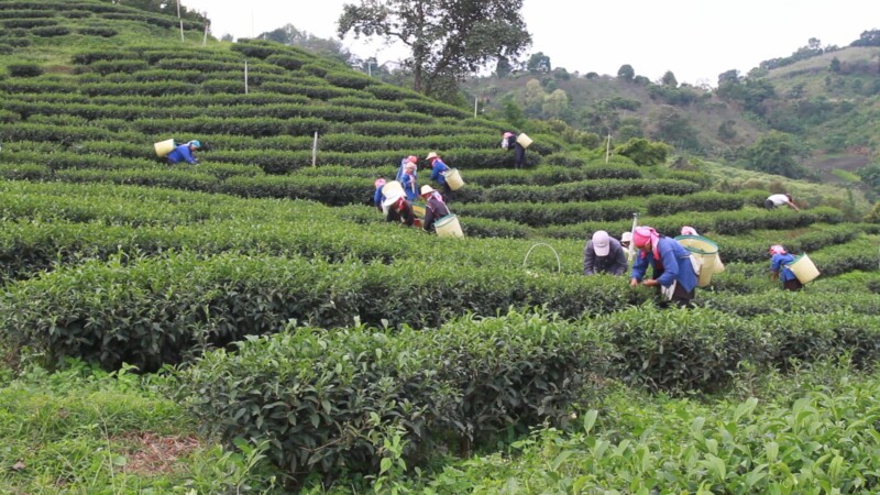 Picking Tea in Thailand — Ethnic women pick tea as day laborers on a tea plantation in northern Thailand. — Thailand, tea, plantation, workers, work