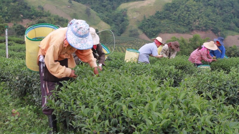 Picking Tea in Thailand — Ethnic women pick tea as day laborers on a tea plantation in northern Thailand. — Thailand, tea, plantation, workers, work