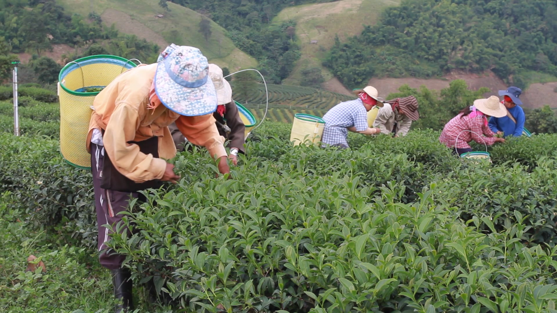 Picking Tea in Thailand