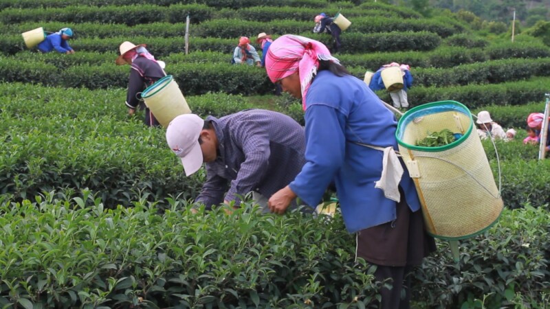 Picking Tea in Thailand — Ethnic women pick tea as day laborers on a tea plantation in northern Thailand. — Thailand, tea, plantation, workers, work
