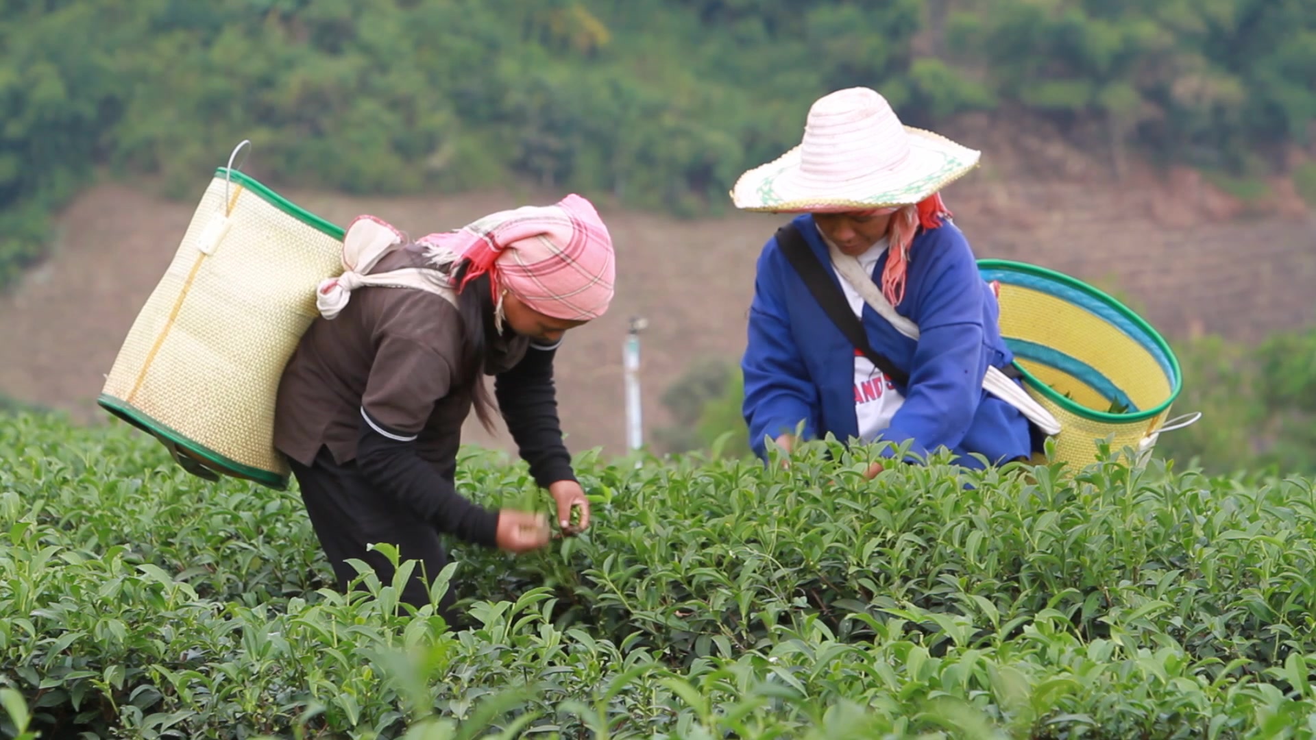 Picking Tea in Thailand