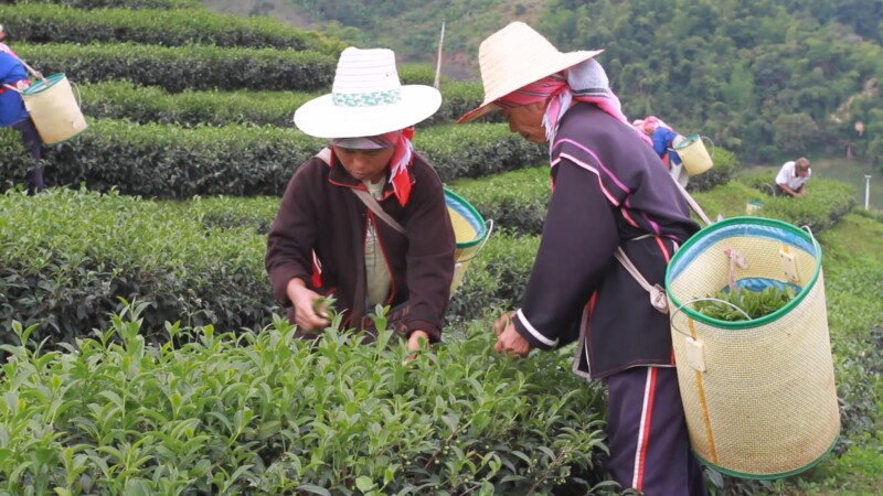 Picking Tea in Thailand — Ethnic women pick tea as day laborers on a tea plantation in northern Thailand. — Thailand, tea, plantation, workers, work