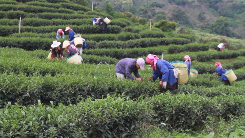 Picking Tea in Thailand — Ethnic women pick tea as day laborers on a tea plantation in northern Thailand. — Thailand, tea, plantation, workers, work