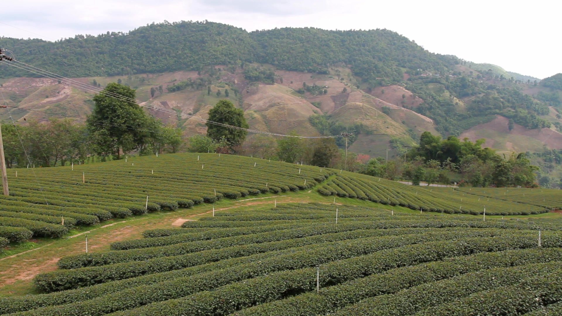 Tea Fields in Thailand