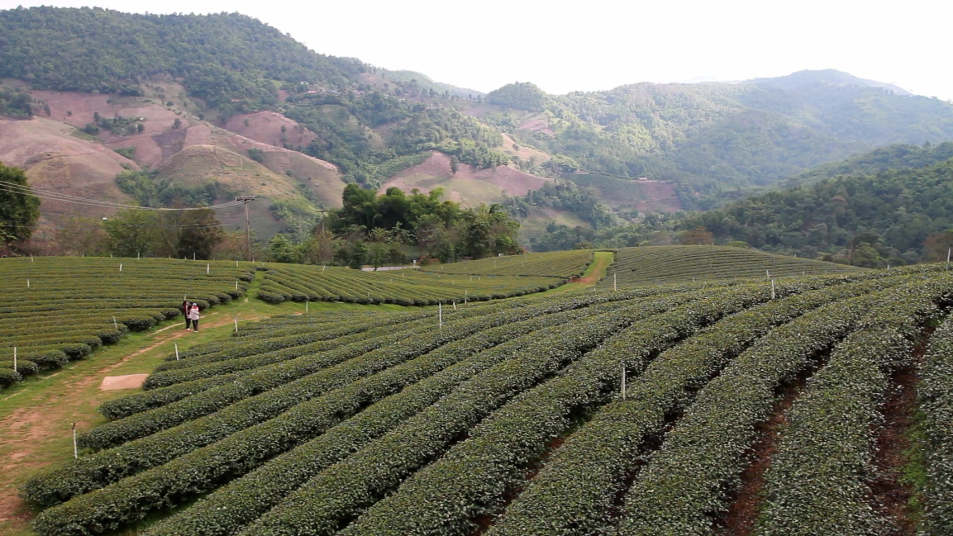Tea Fields in Thailand