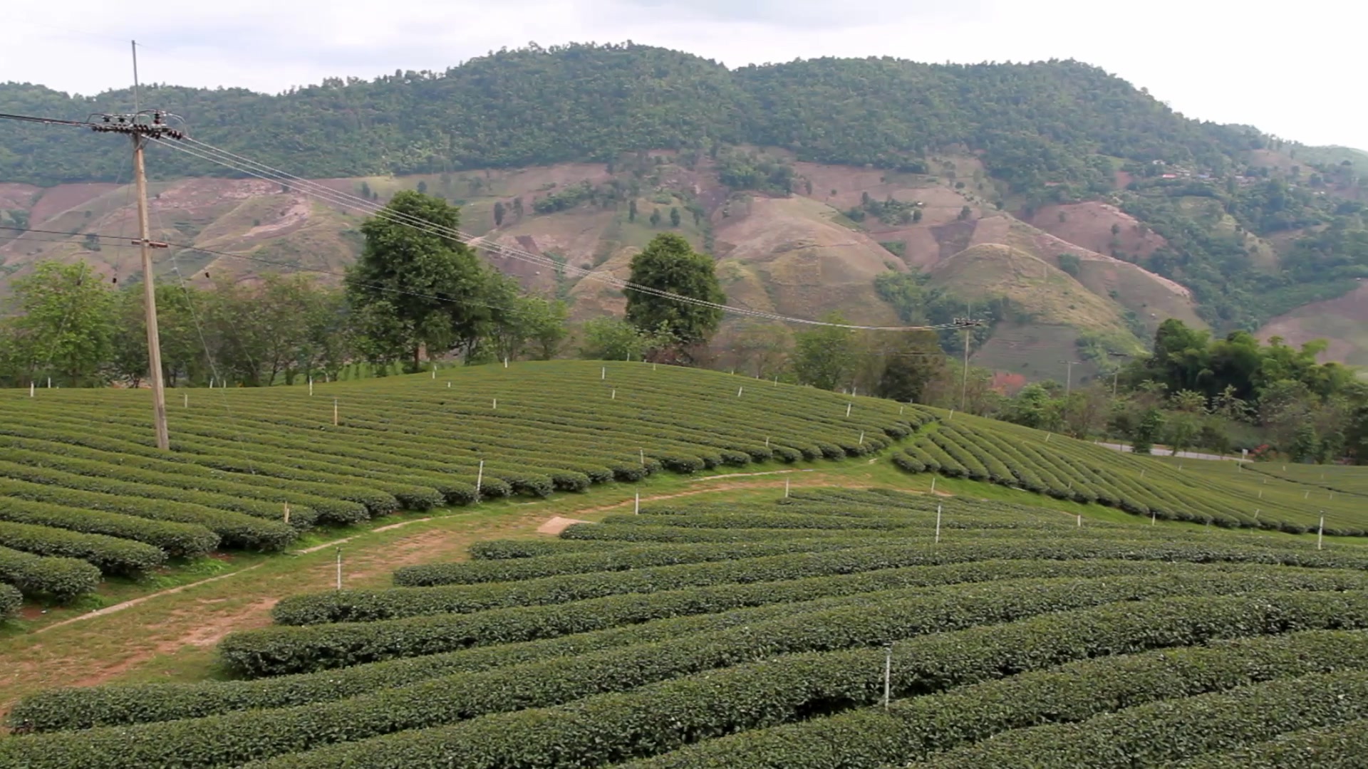 Tea Fields in Thailand