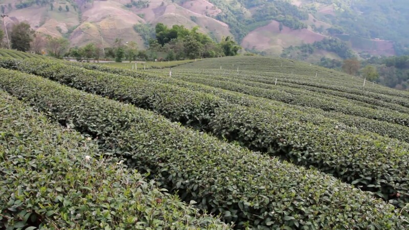 Tea Fields in Thailand — Tea plantation in Northern ThailandKeywords: Thailand, South East Asia, tea, fields