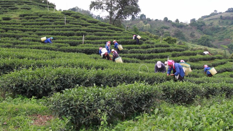 Day Workers Picking Tea in Thailand — Thailand, South East Asia, tea, labor, working