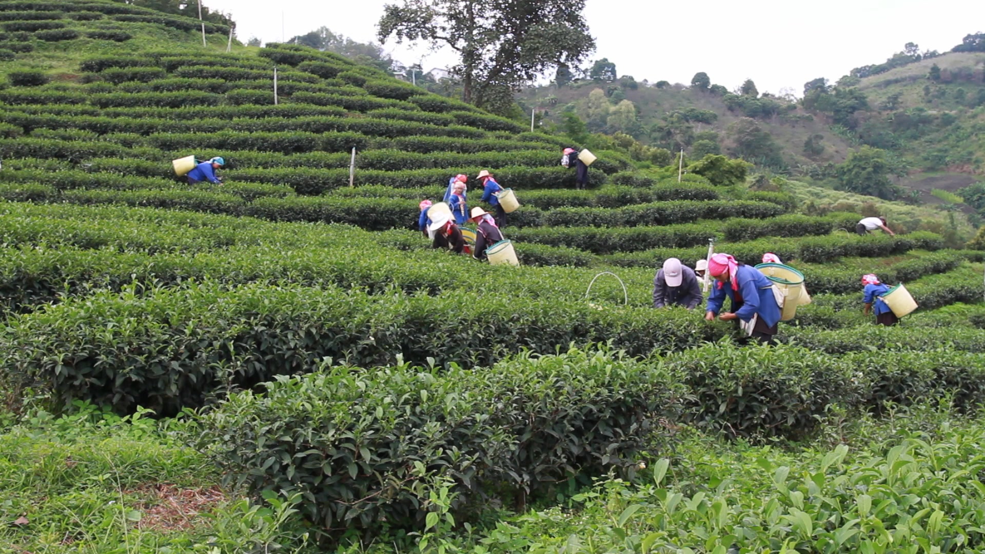 Day Workers Picking Tea in Thailand