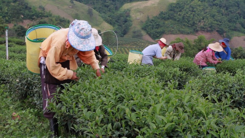 Day Workers Picking Tea in Thailand — Thailand, South East Asia, tea, labor, working
