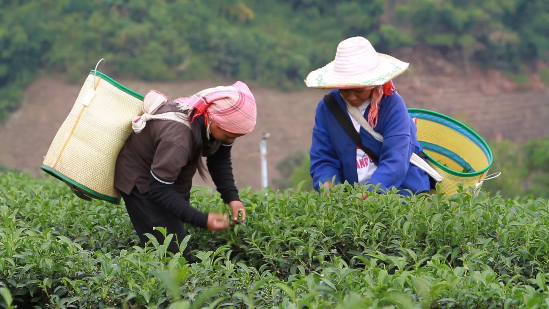 Day Workers Picking Tea in Thailand