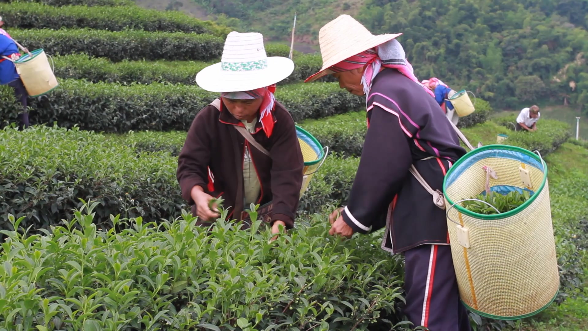 Day Workers Picking Tea in Thailand