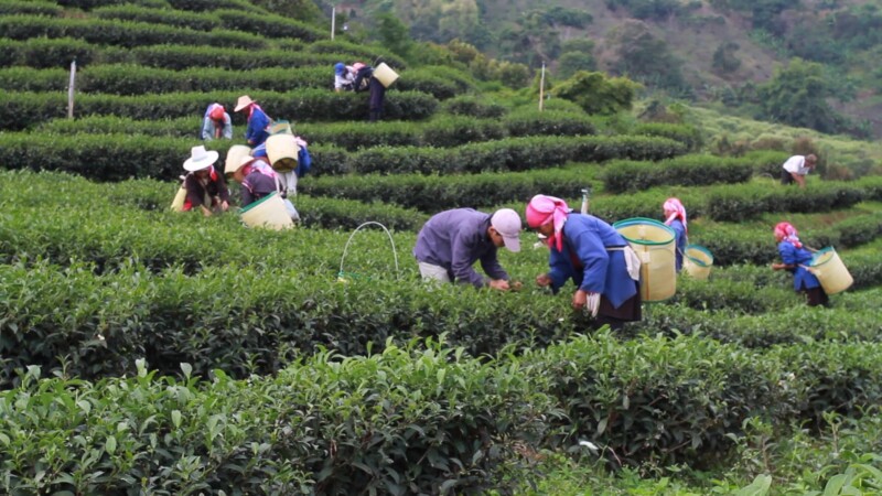 Day Workers Picking Tea in Thailand — Thailand, South East Asia, tea, labor, working