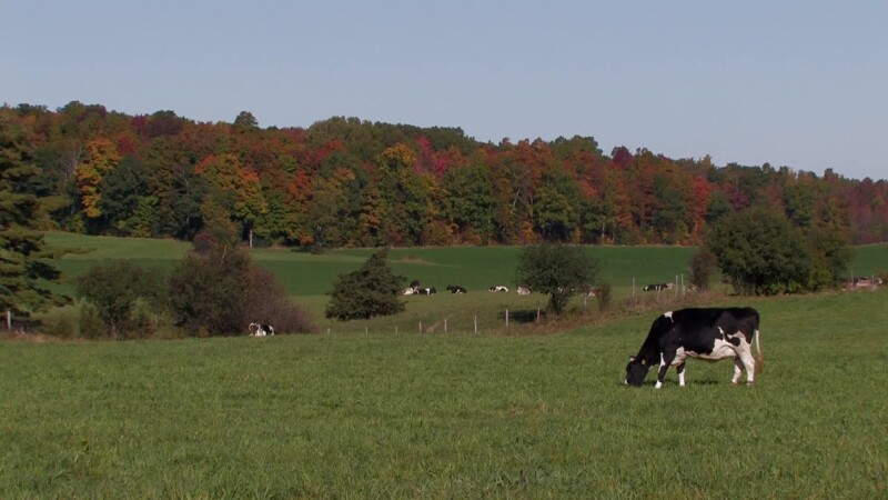 Vermont in the Fall — Cows Crazing in the fields of VermontKeywords: Stock Footage, USA, United States, Vermont, New England