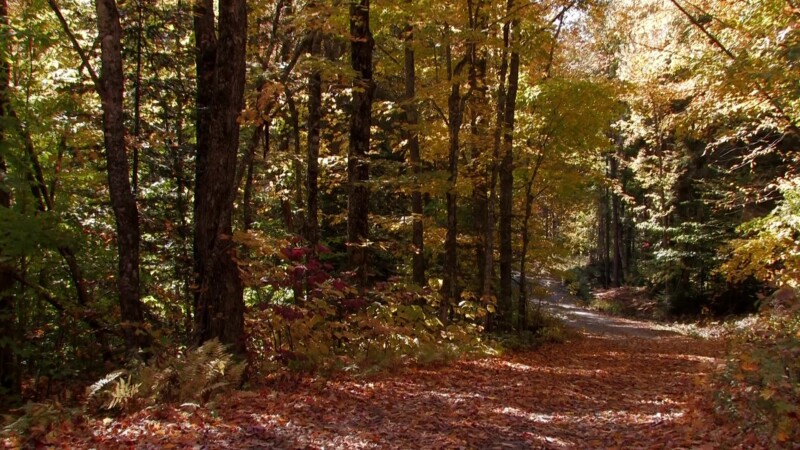Vermont in the Fall — Country roads in the fallKeywords: Stock Footage, USA, United States, Vermont, scenic, fall colours, fall colors, New England