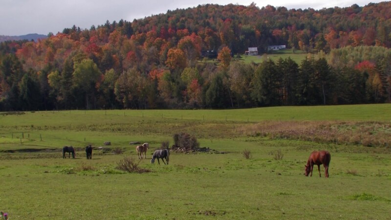 Vermont in the Fall — Fields and farms of VermontKeywords: Stock Footage, USA, United States, Vermont, New England, horses