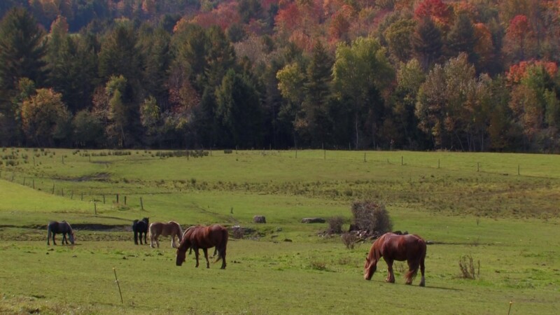 Vermont in the Fall — Fields and farms of VermontKeywords: Stock Footage, USA, United States, Vermont, New England, horses