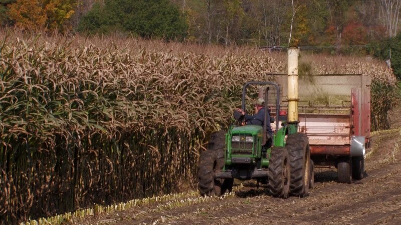 Vermont in the Fall — Fields and farms of Vermont, harvesting CornKeywords: Stock Footage, USA, United States, Vermont, New England
