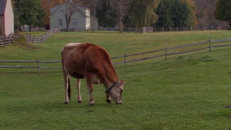Vermont in the Fall — Cows Crazing in the fields of VermontKeywords: Stock Footage, USA, United States, Vermont, New England
