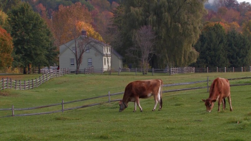 Vermont in the Fall — Cows Crazing in the fields of VermontKeywords: Stock Footage, USA, United States, Vermont, New England