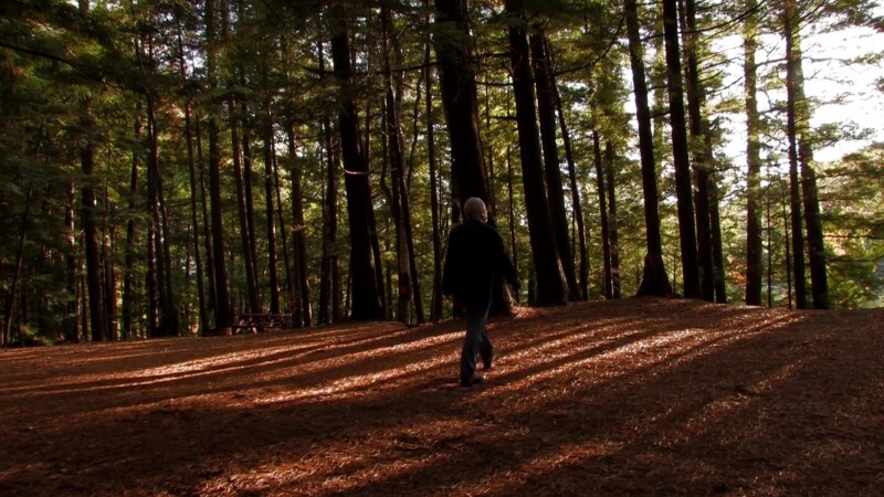 Vermont in the Fall — Scenic pine forest in vermontKeywords: Stock Footage, USA, United States, Vermont, New England
