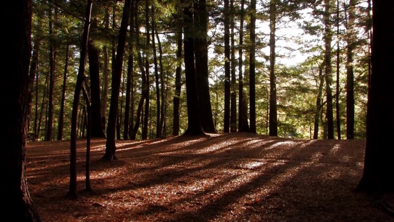 Vermont in the Fall — Scenic pine forest in vermontKeywords: Stock Footage, USA, United States, Vermont, New England