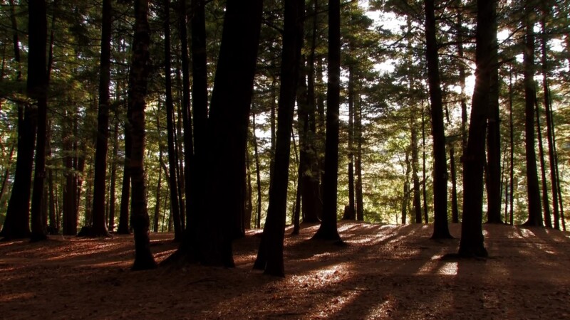 Vermont in the Fall — Scenic pine forest in vermontKeywords: Stock Footage, USA, United States, Vermont, New England