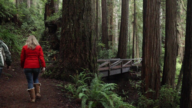 Walk through the Redwoods — Hike along a beautifil path in the RedwoodsKeywords: United States, Scenic