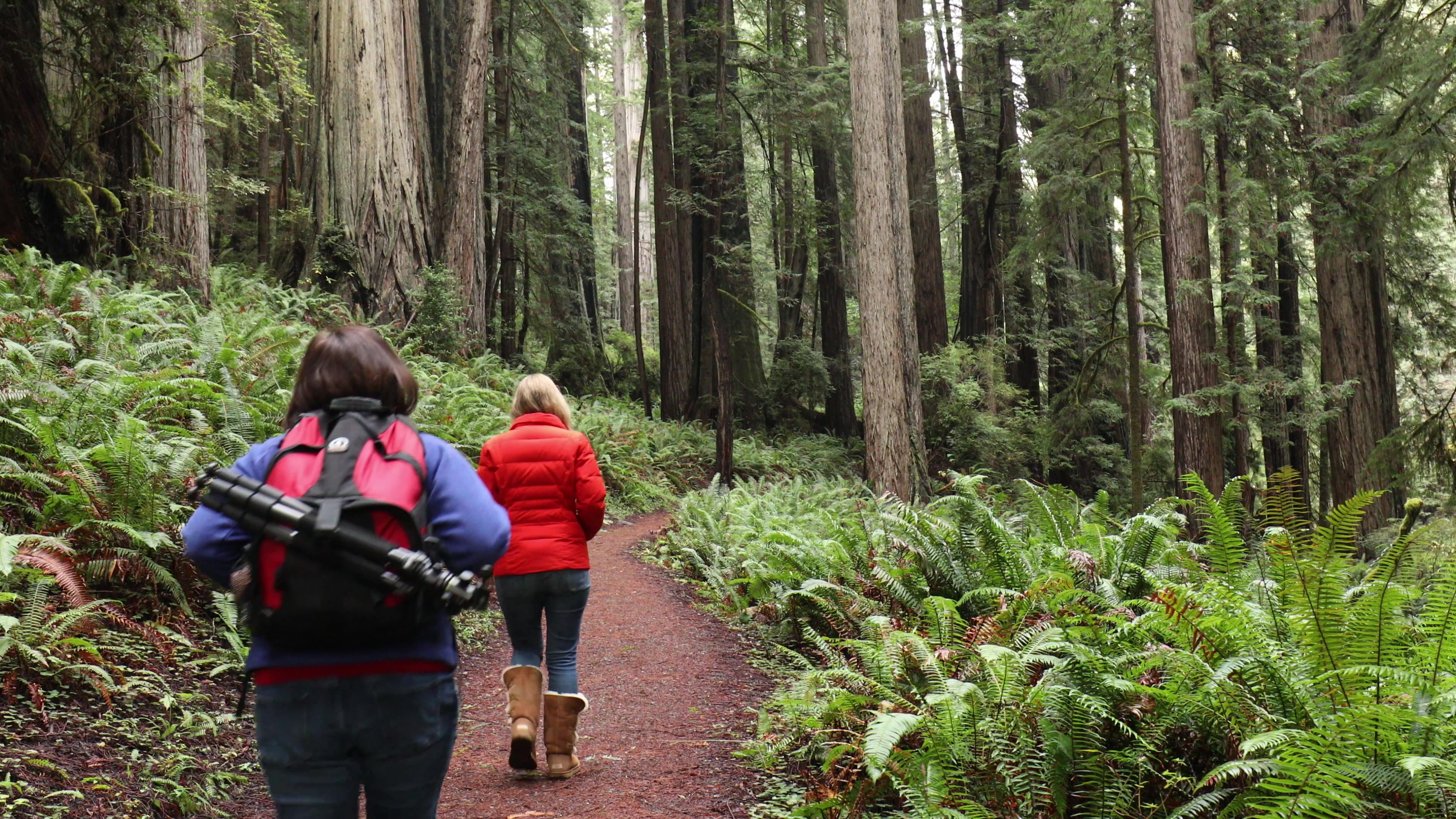 Hiking in the Redwoods