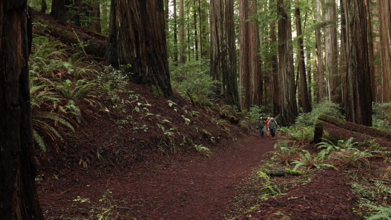 Hiking in the Redwoods — United States, Scenic