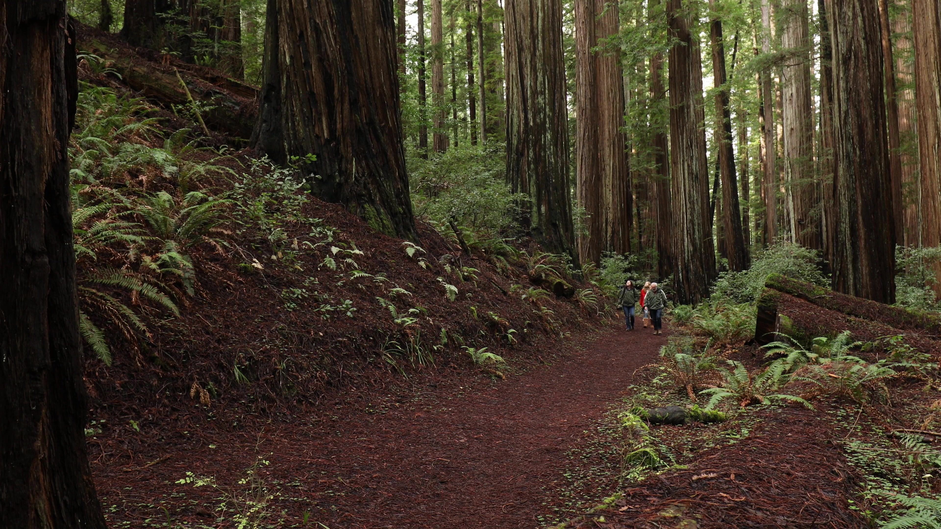 Hiking in the Redwoods