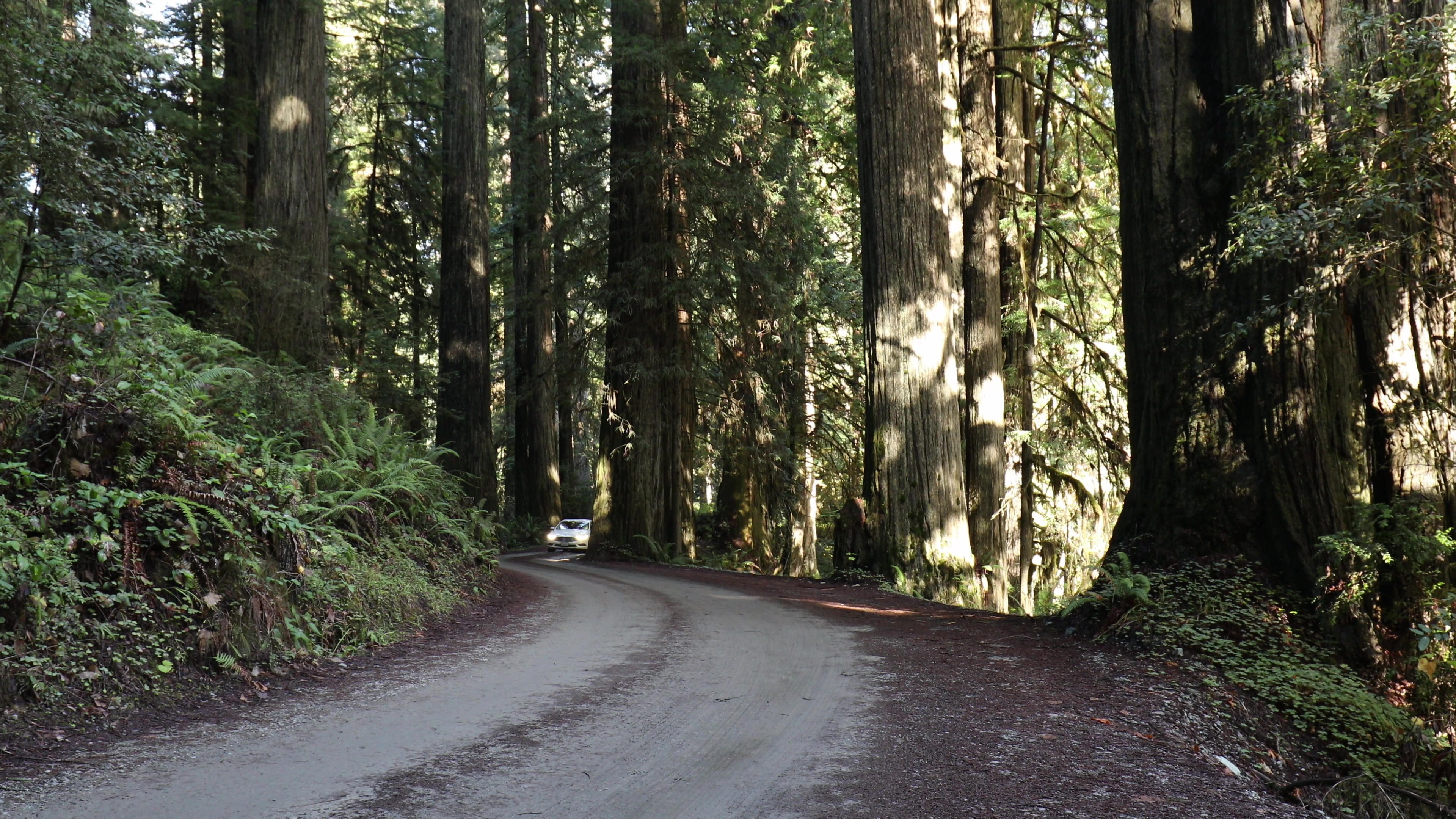 Car Drives through Redwoods