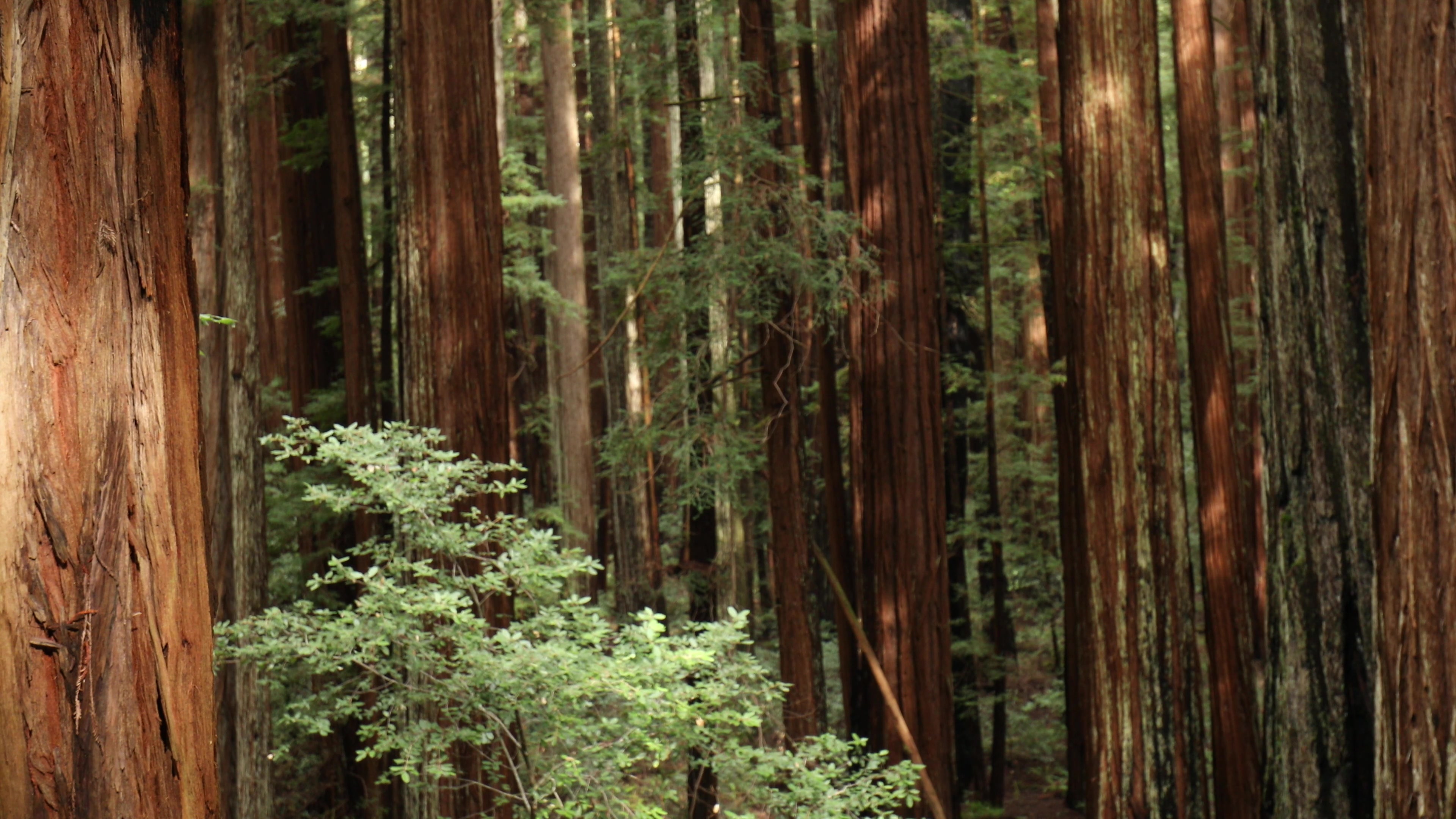 Redwoods