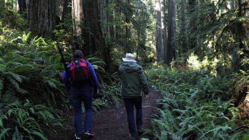 Hiking in the Redwoods — United States, Scenic, California, Redwoods, Trees