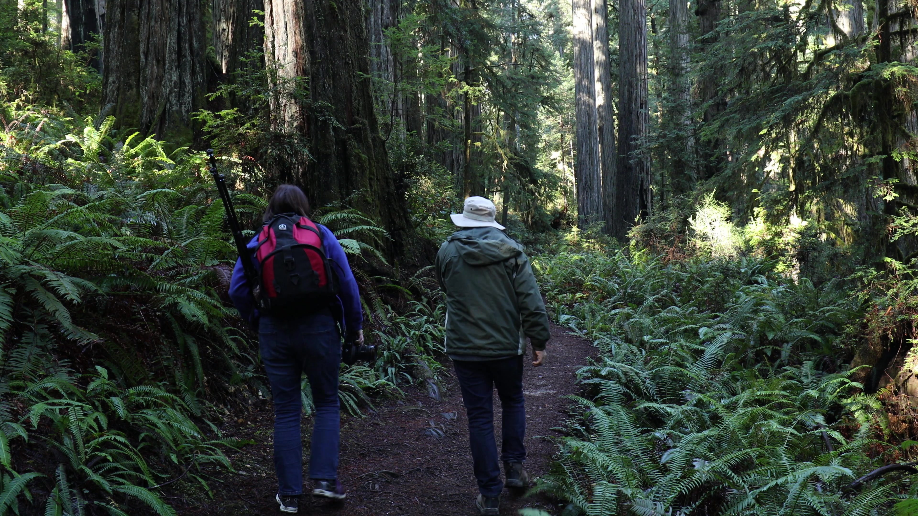 Hiking in the Redwoods